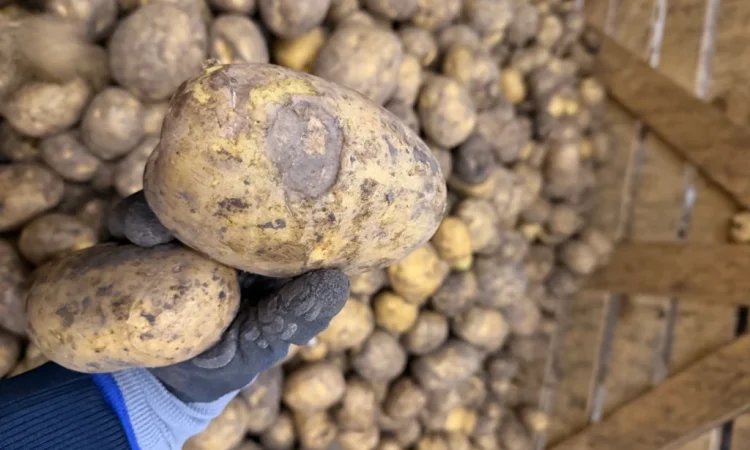 Продажа картофеля 5+ для питания - фото № 2