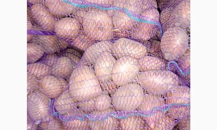 Продаю картофель красных и белых сортов - фото № 2