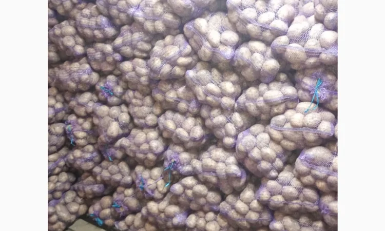 Продаю картофель красных и белых сортов - фото № 5