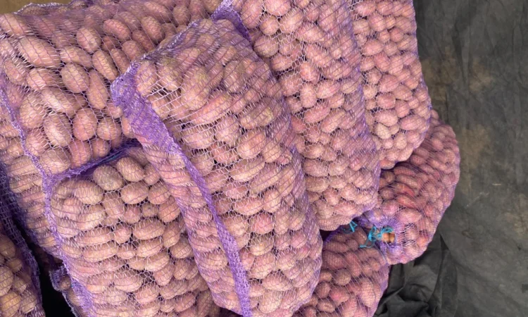 Продаж посадкової картоплі сорту Есмі - фото № 1