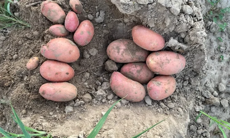 Продаж посадкової картоплі сорту Есмі - фото № 4