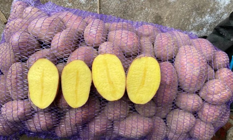 Продаж посадкової картоплі сорту Есмі - фото № 5