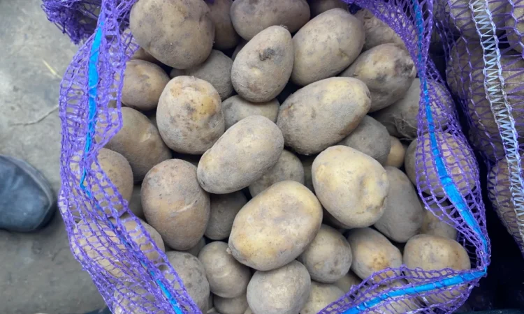 Продаю посадкову картоплю сорту Мелоді - фото № 2