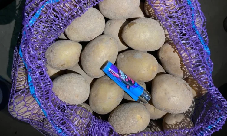 Продаю посадкову картоплю сорту Мелоді - фото № 3