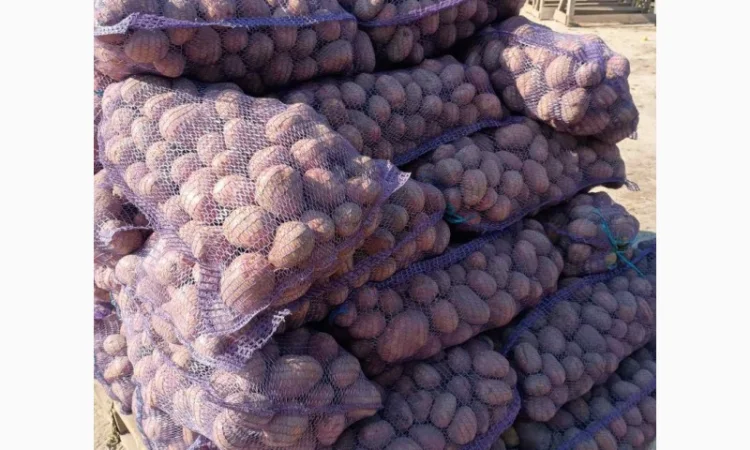 Продаємо картоплю сорт білароса - фото № 1