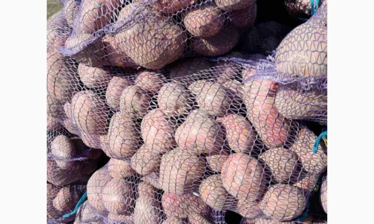 Продаємо картоплю сорт білароса - фото № 2