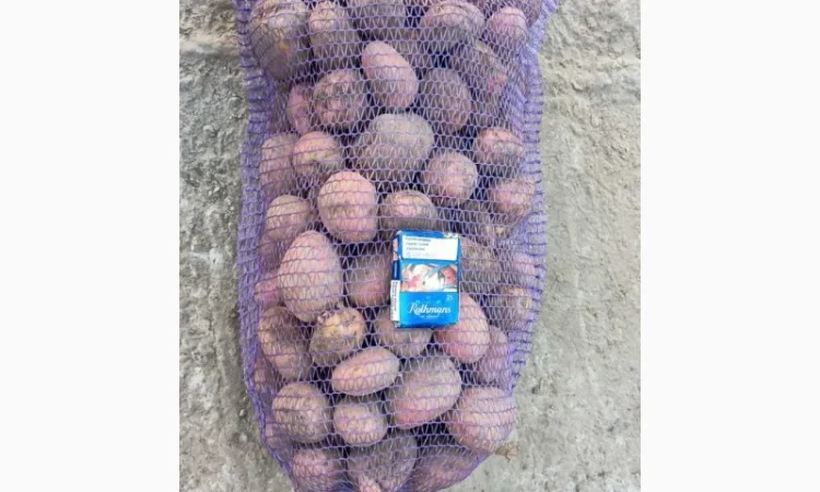 Продаємо картоплю сорт білароса - фото № 3