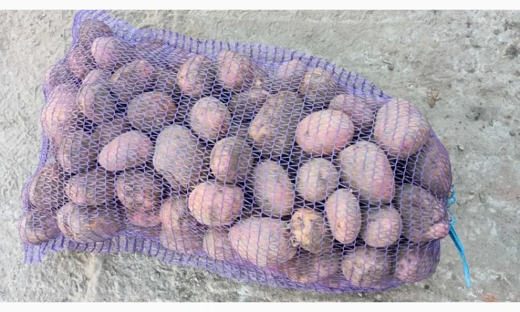 Продаємо картоплю сорт білароса - фото № 4