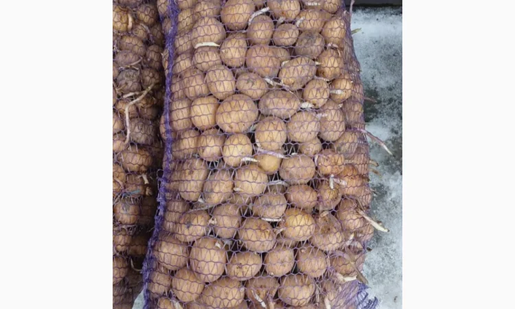 Продажа насиннєвої картоплі сорту Рів'єра - фото № 1