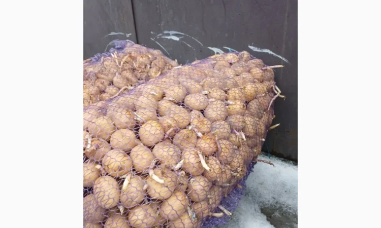 Продажа насиннєвої картоплі сорту Рів'єра - фото № 2