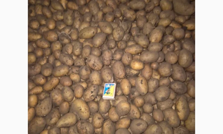 Пропонується семенний картопля сортів Арізона, Рів'єра, Королева Анна та Гранада - фото № 1