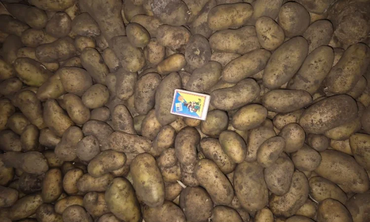 Пропонується семенний картопля сортів Арізона, Рів'єра, Королева Анна та Гранада - фото № 2
