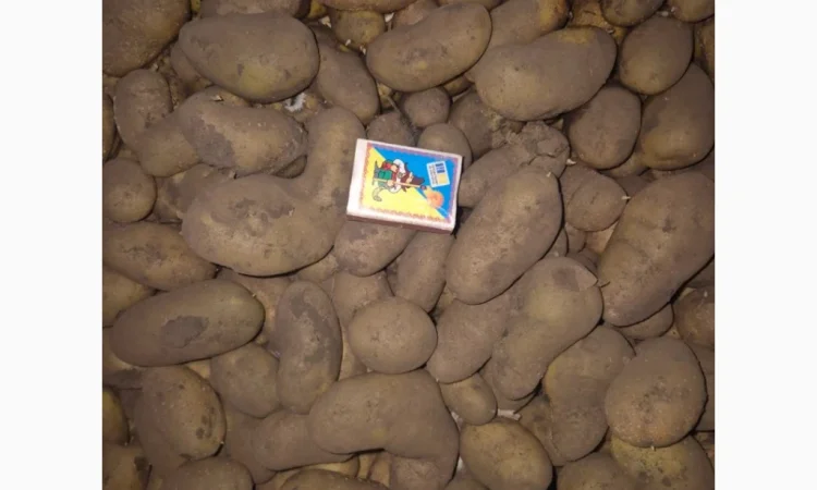 Пропонується семенний картопля сортів Арізона, Рів'єра, Королева Анна та Гранада - фото № 3