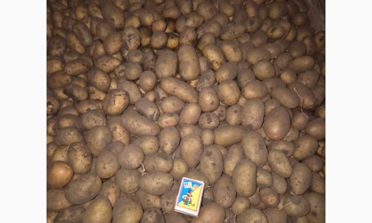 Пропонується семенний картопля сортів Арізона, Рів'єра, Королева Анна та Гранада - фото № 4