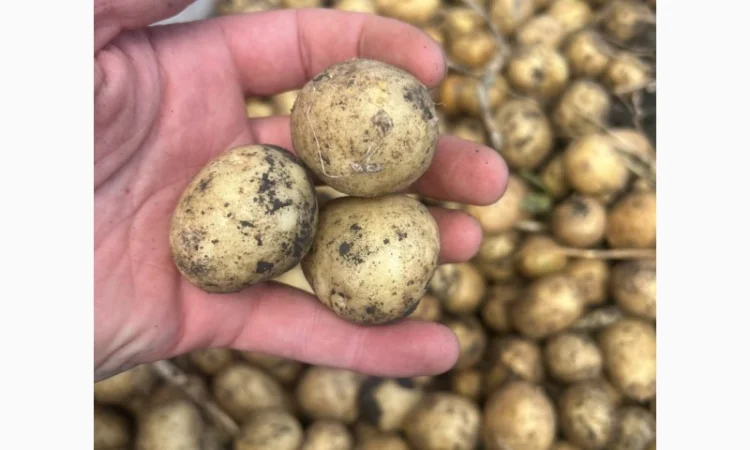 Продажа посадочного картофеля различных сортов - фото № 1