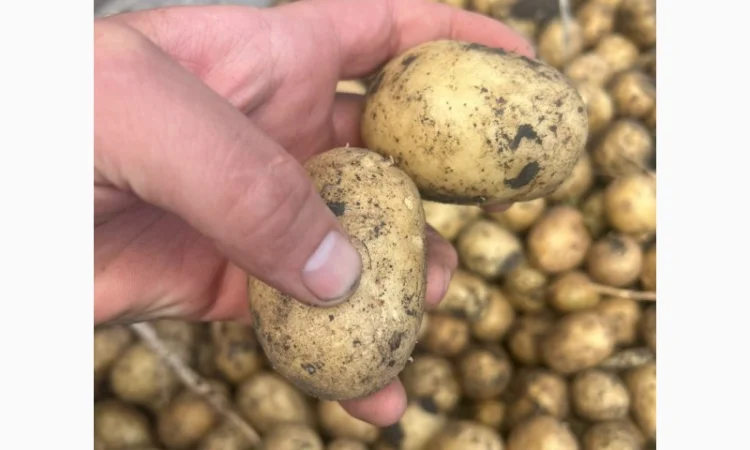 Продажа посадочного картофеля различных сортов - фото № 2