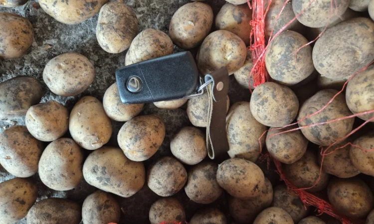 Продажа посадочного картофеля различных сортов - фото № 3