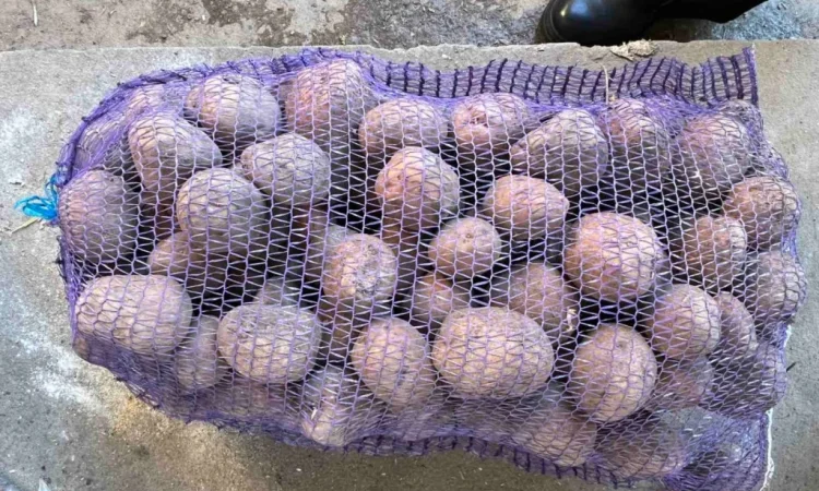 Продаю картоплю сорту Белла роса - фото № 1