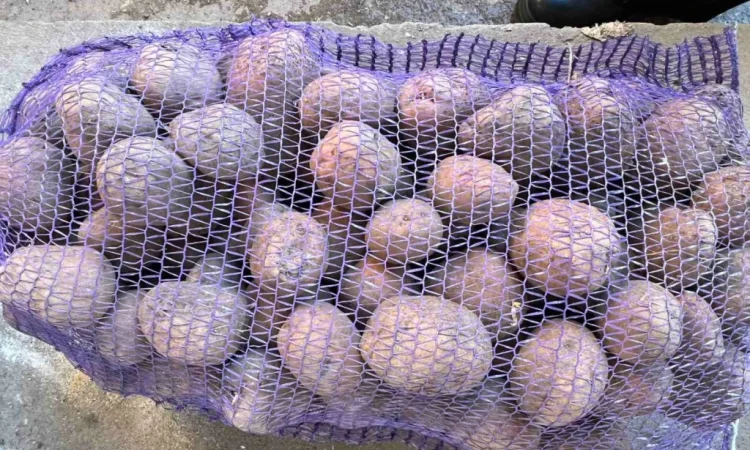 Продаю картоплю сорту Белла роса - фото № 2