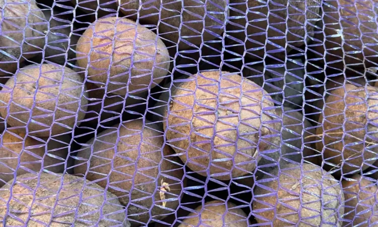 Продаю картоплю сорту Белла роса - фото № 3