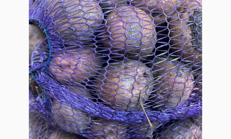 Продаю картоплю сорту Белла роса - фото № 4