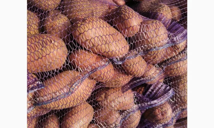 Куплю картоплю сорту Рікардо - фото № 3