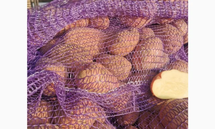 Куплю картоплю сорту Рікардо - фото № 4