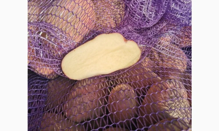 Куплю картоплю сорту Рікардо - фото № 6