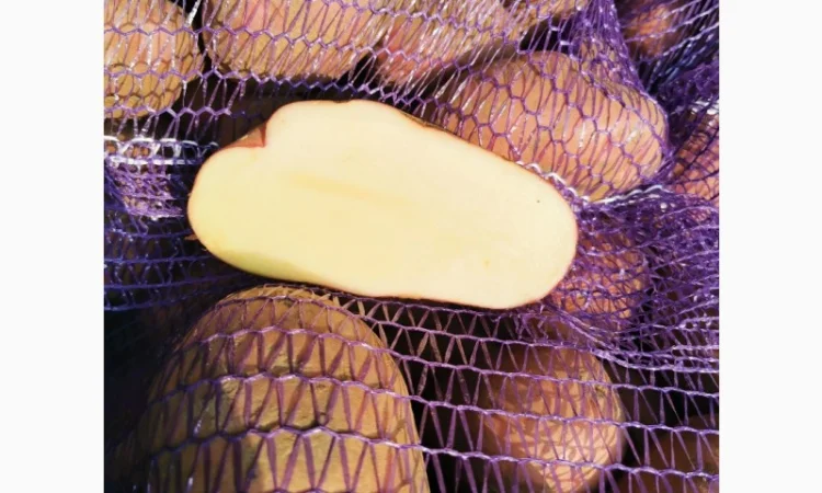 Куплю картоплю сорту Рікардо - фото № 7