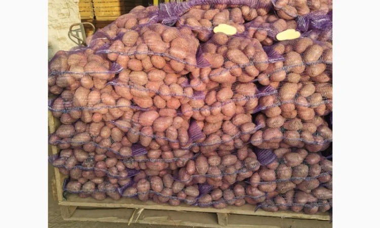 Куплю картоплю сорту Рікардо - фото № 8