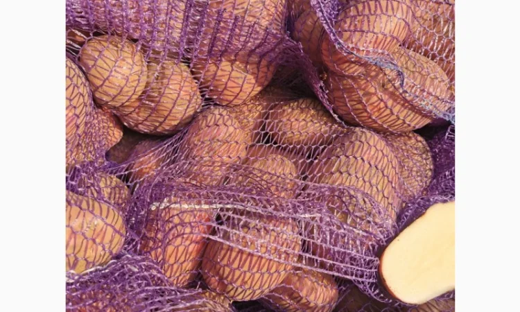 Куплю картоплю сорту Рікардо - фото № 9