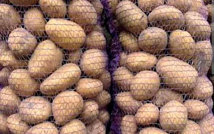 Продаж картоплі сорту Коннект - фото № 1