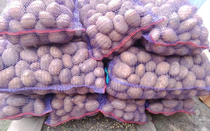 Продаж картоплі сорту Коннект - фото № 5