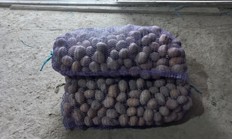 Посадкова картопля сорт Балтик Роуз на продаж - фото № 1