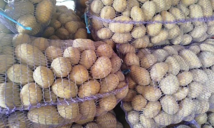 Пропонується товарна жовта картопля - фото № 1