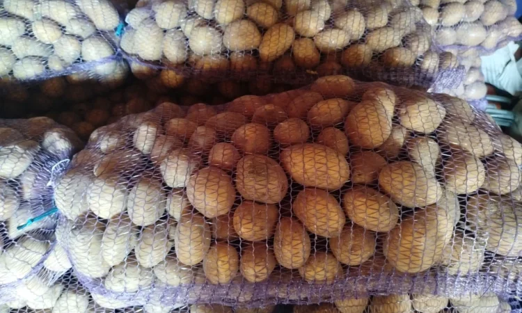 Пропонується товарна жовта картопля - фото № 2