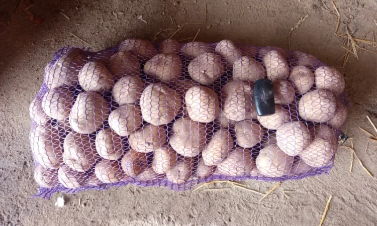 Продажа товарной картошки - фото № 1