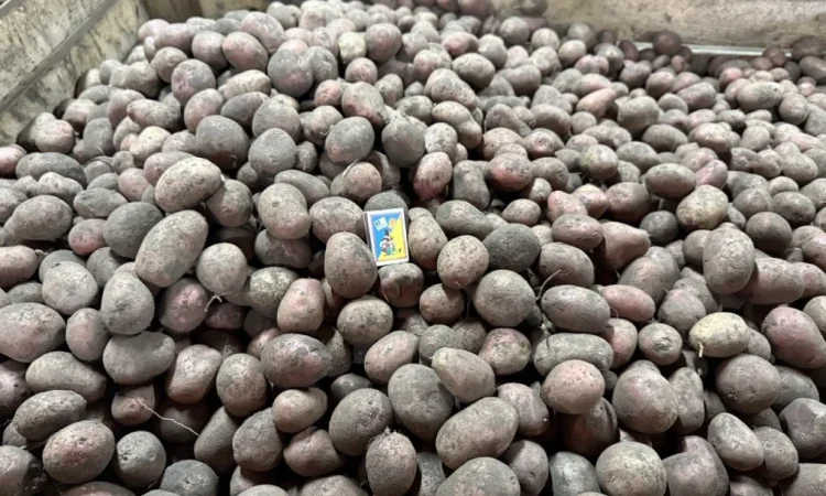 Продаем семенной картофель - фото № 1