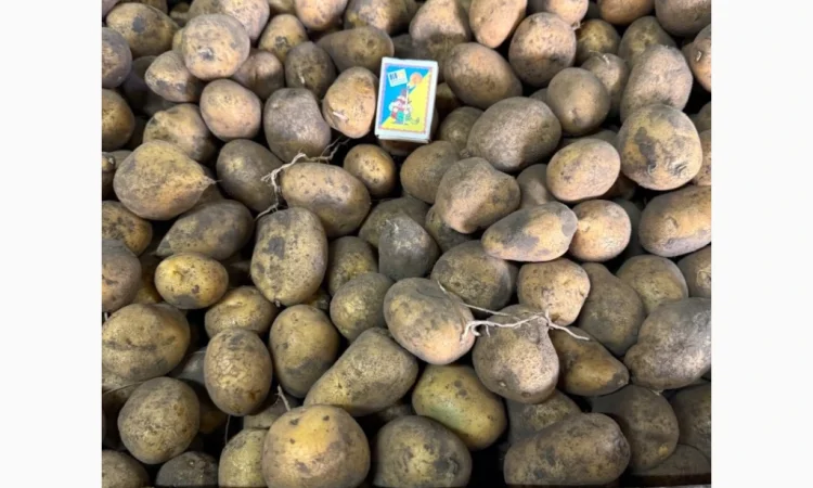Продаем семенной картофель - фото № 2