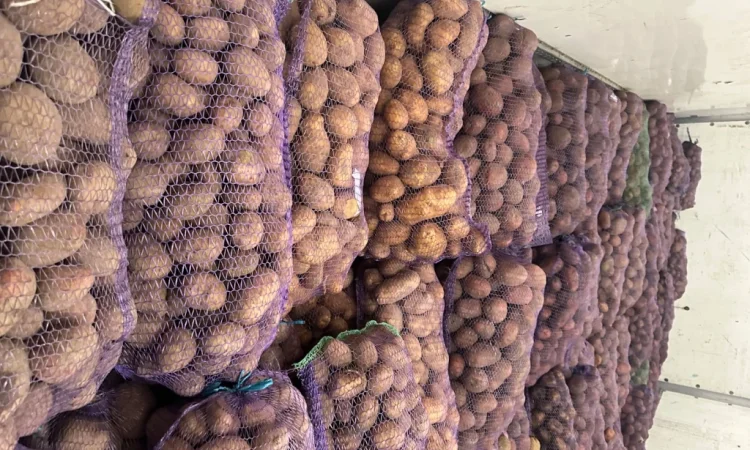 Купити картоплю та моркву - фото № 1