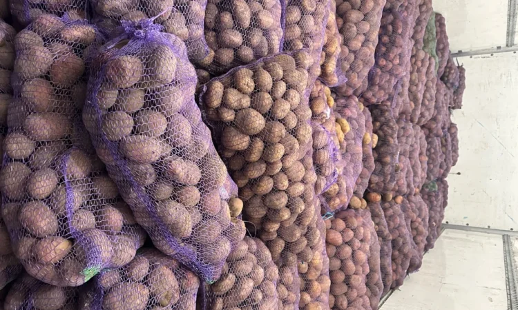 Купити картоплю та моркву - фото № 2