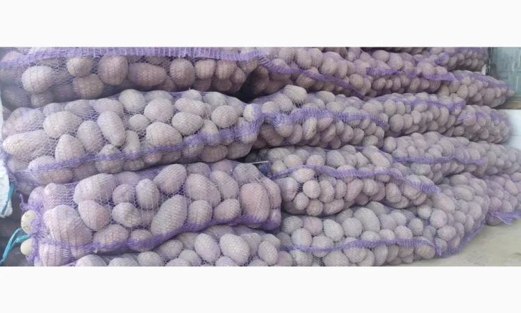 Купити картоплю та моркву - фото № 4