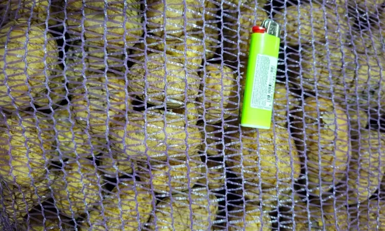 Картофель Посадочный Константа и Доната - фото № 2