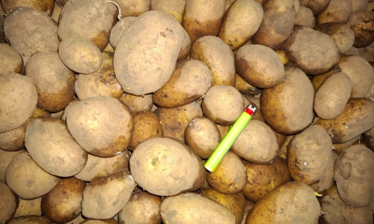 Картофель Посадочный Константа и Доната - фото № 3