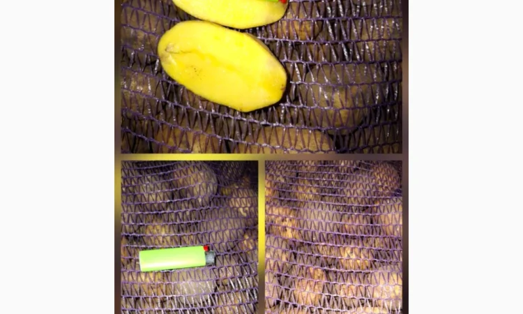 Картофель Посадочный Константа и Доната - фото № 1