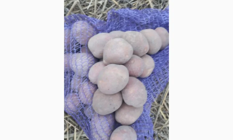 Продаж насіннєвої картоплі сорту Королева Анна - фото № 3