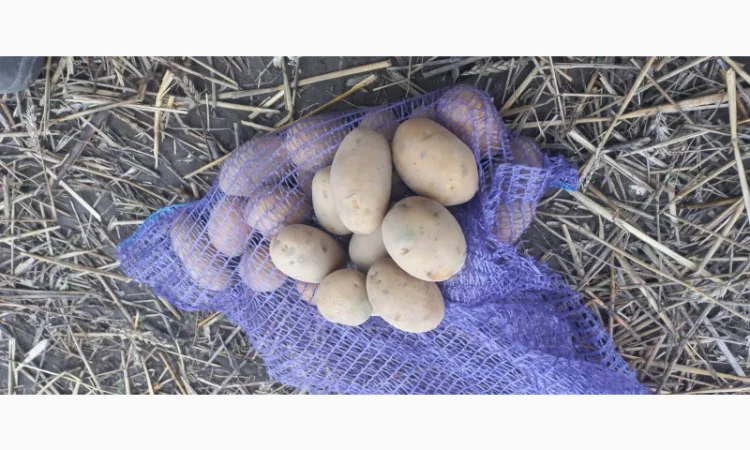 Продаж насіннєвої картоплі сорту Королева Анна - фото № 4