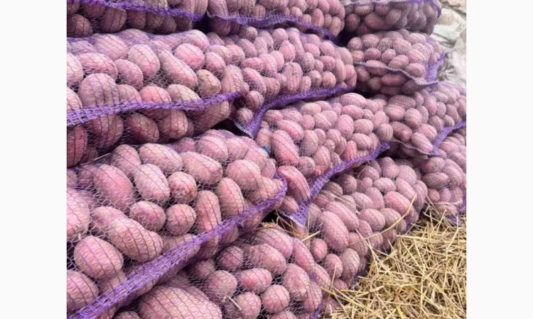 Продаж насіннєвої картоплі сорту Королева Анна - фото № 5