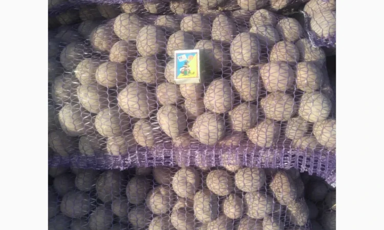 Насіння картоплі сорт: Белароса, Королева Анна - фото № 1