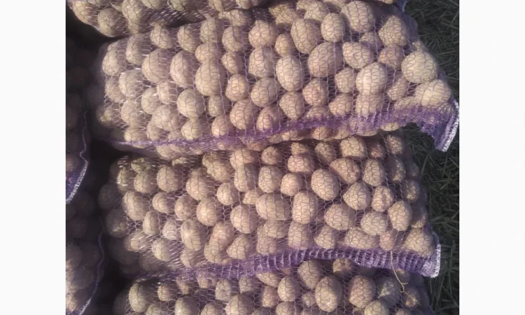 Насіння картоплі сорт: Белароса, Королева Анна - фото № 2